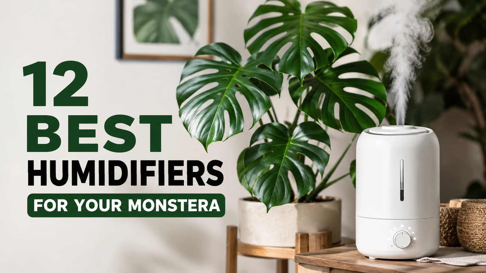 12 Best Humidifiers for Your Monstera