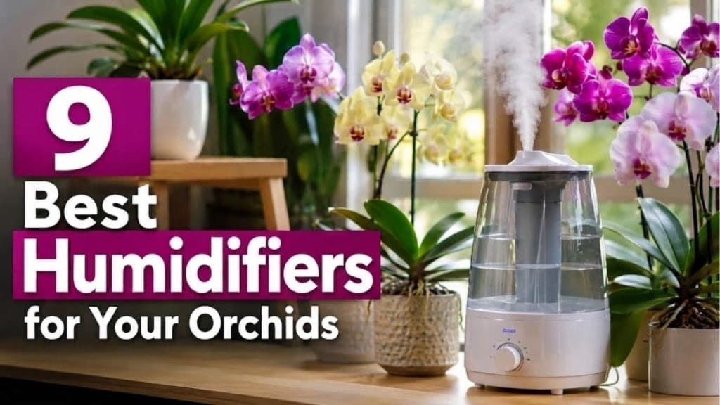 9 Best Humidifiers for Your Orchids (Plant Care Guide