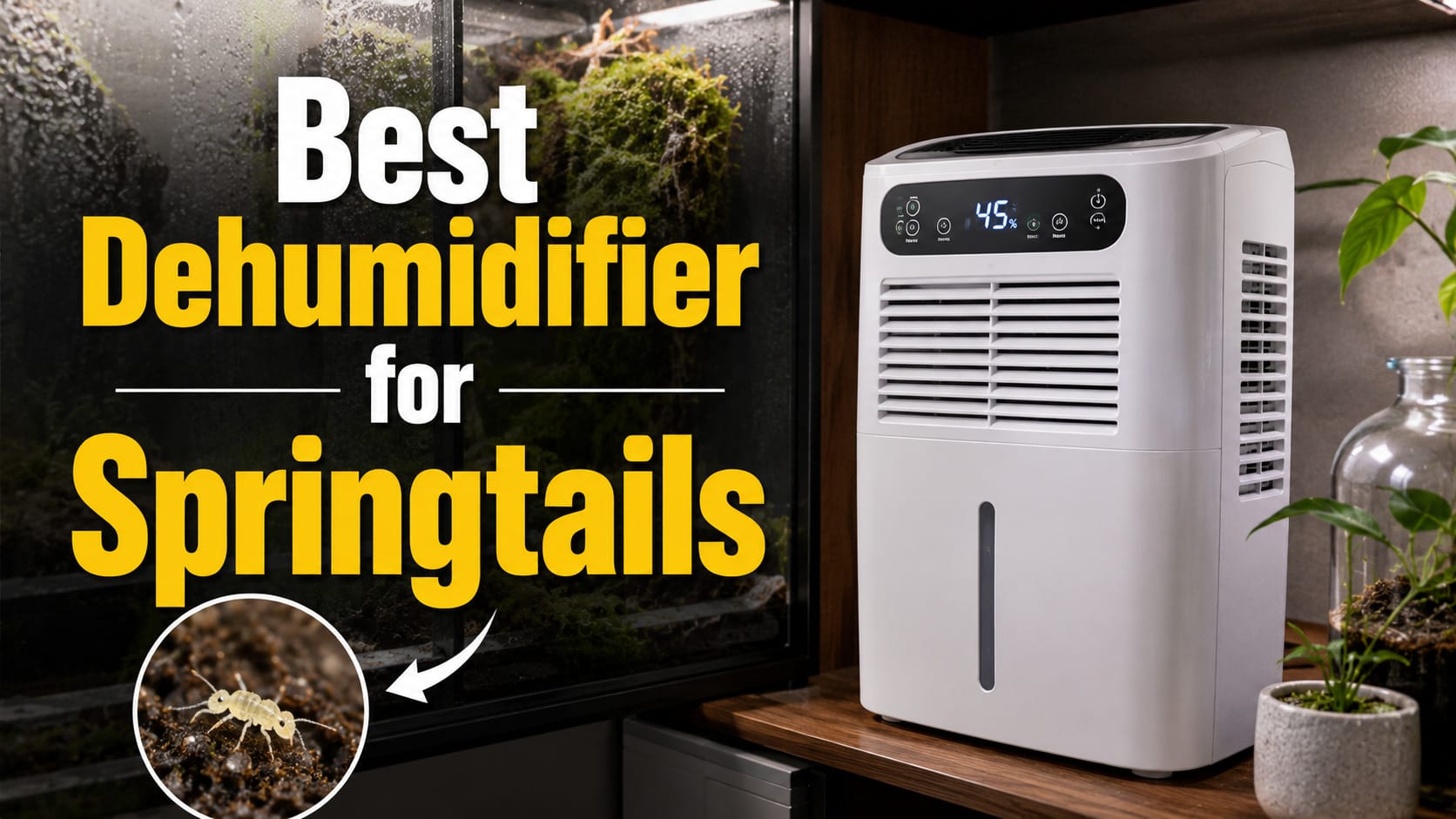 best dehumidifier for springtails